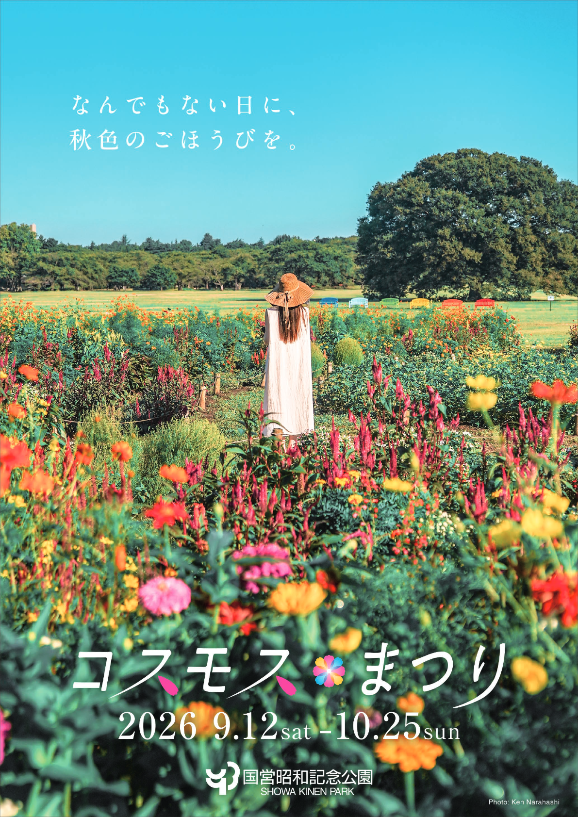 「コスモスまつり2026」9月12日(土)〜10月25日(日)国営昭和記念公園で開催!400万本のキバナコスモスやコキアの紅葉も